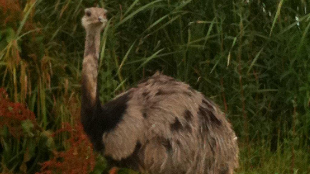 Vinnie the rhea