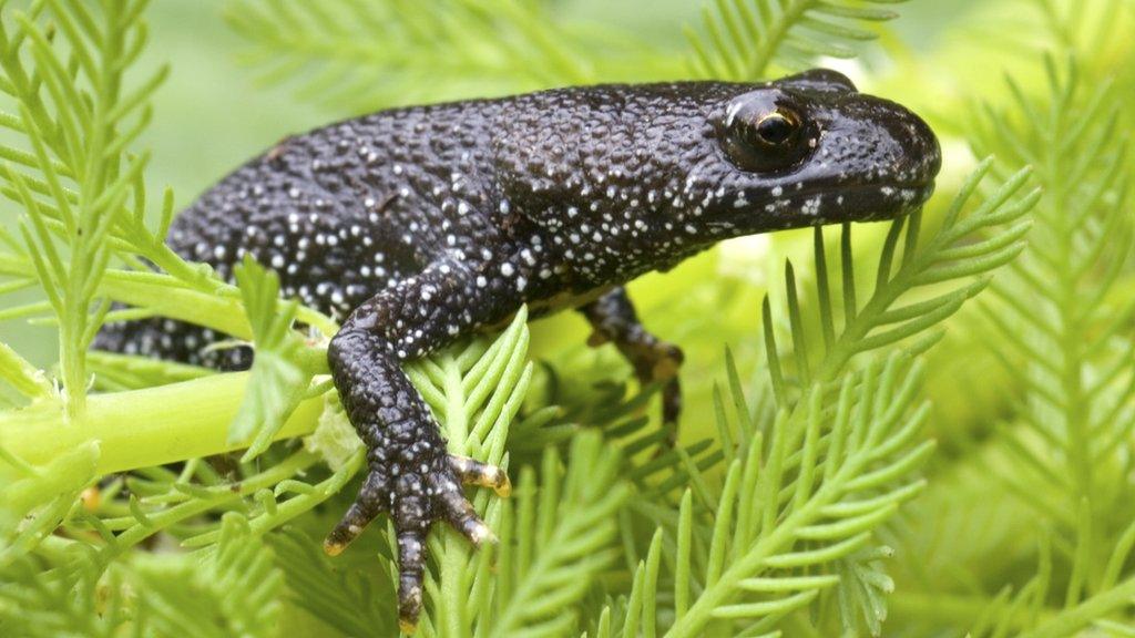 Great crested newt