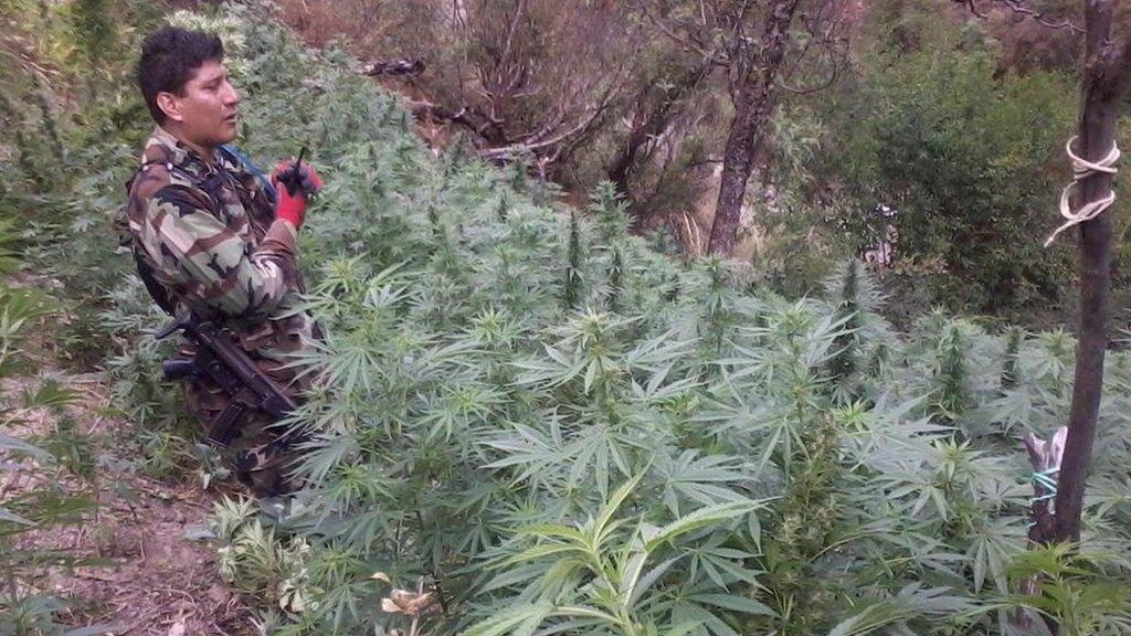 A Peruvian police officer in a marijuana field