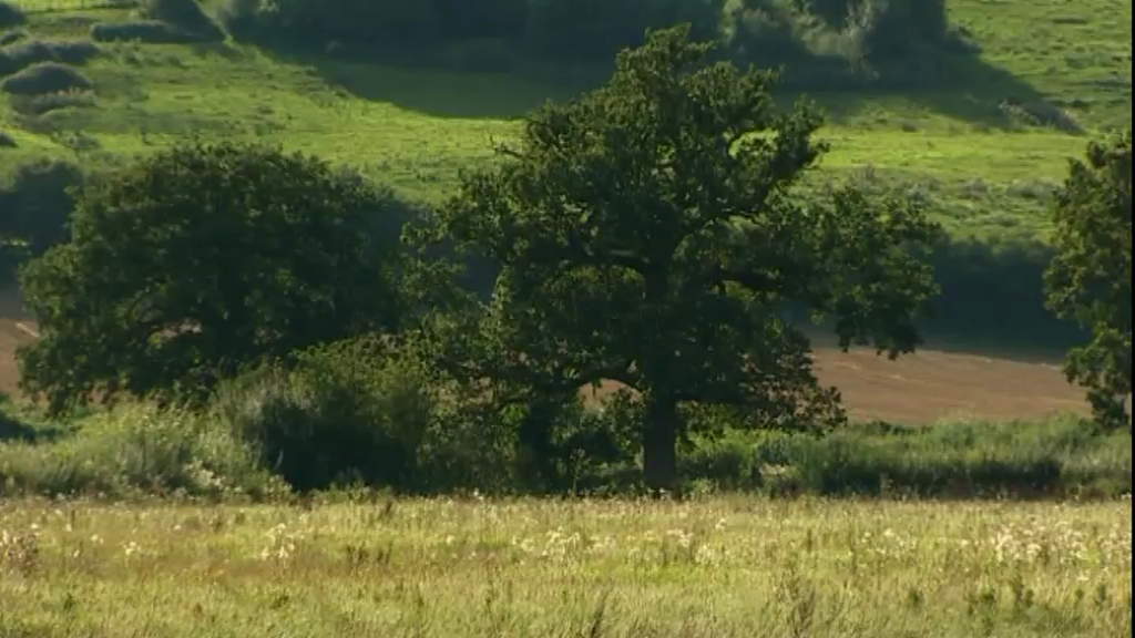 Land near Lisvane, Cardiff