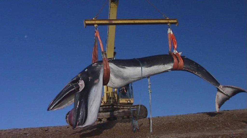 Fin whale, Shingle Street