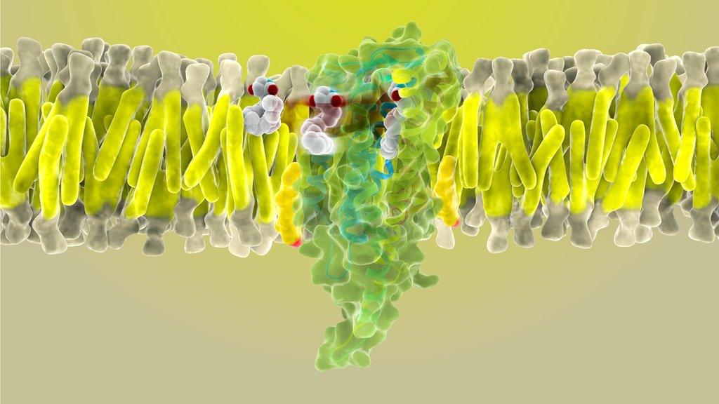 Cannabinoid receptor artwork
