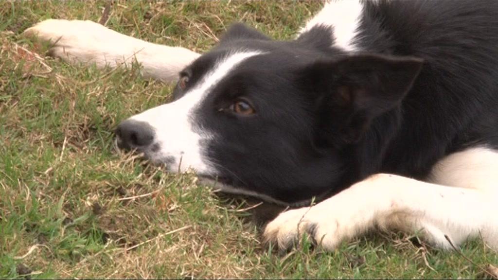 Border collie Midge