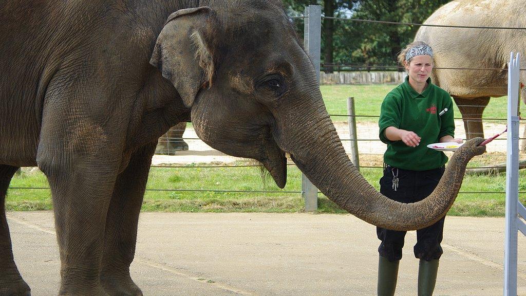 Karishma the elephant painting