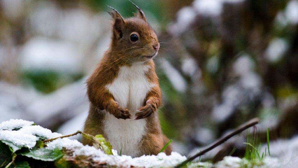 Red squirrel