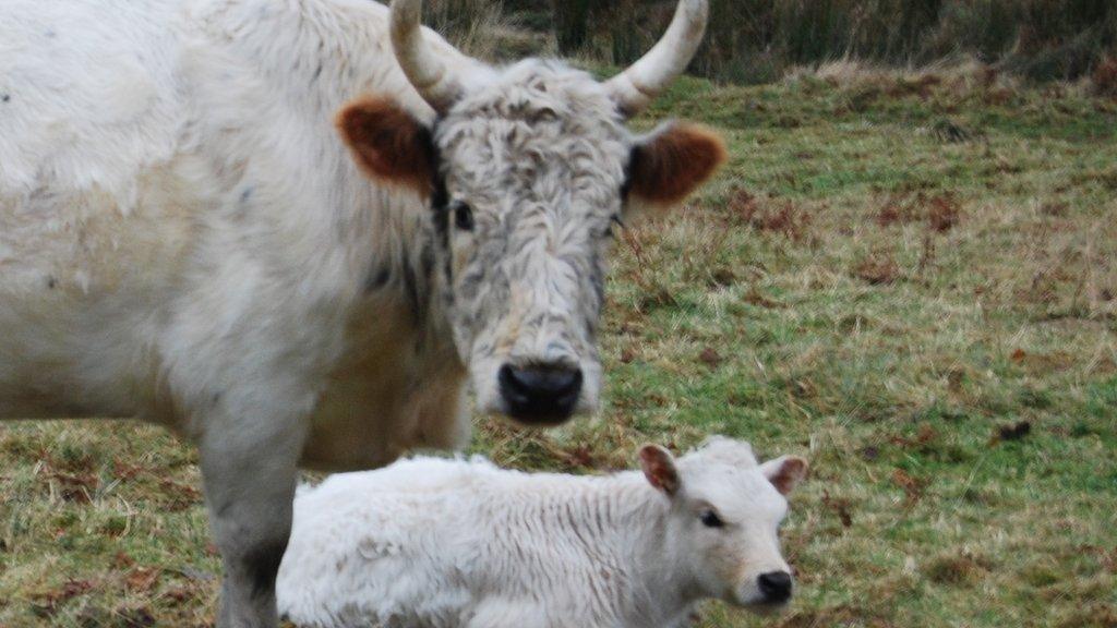 Chillingham cattle