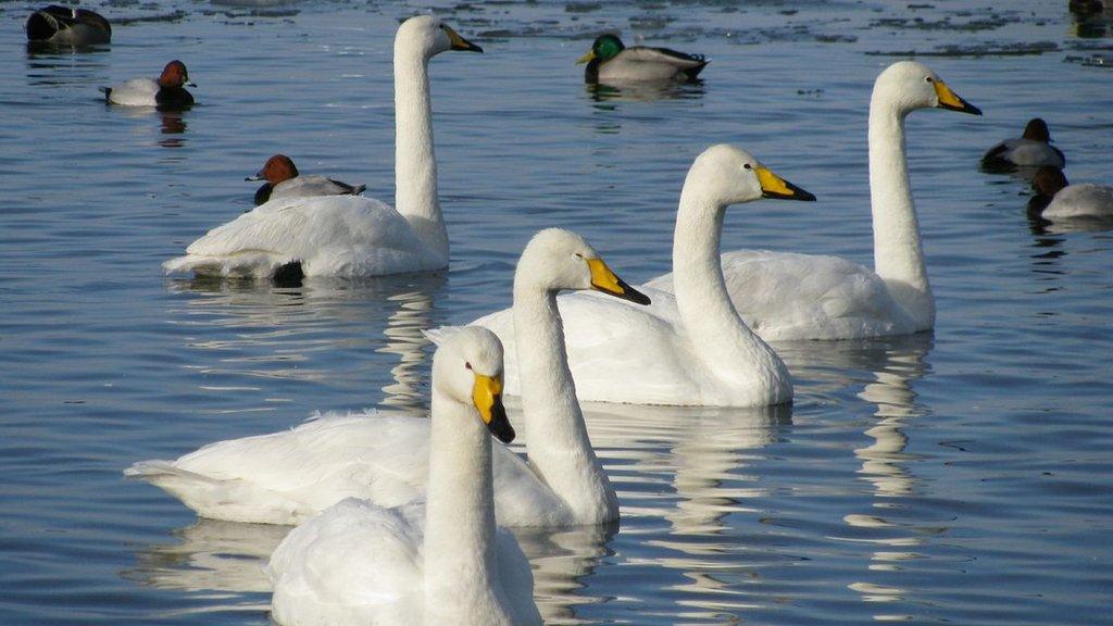 Swans