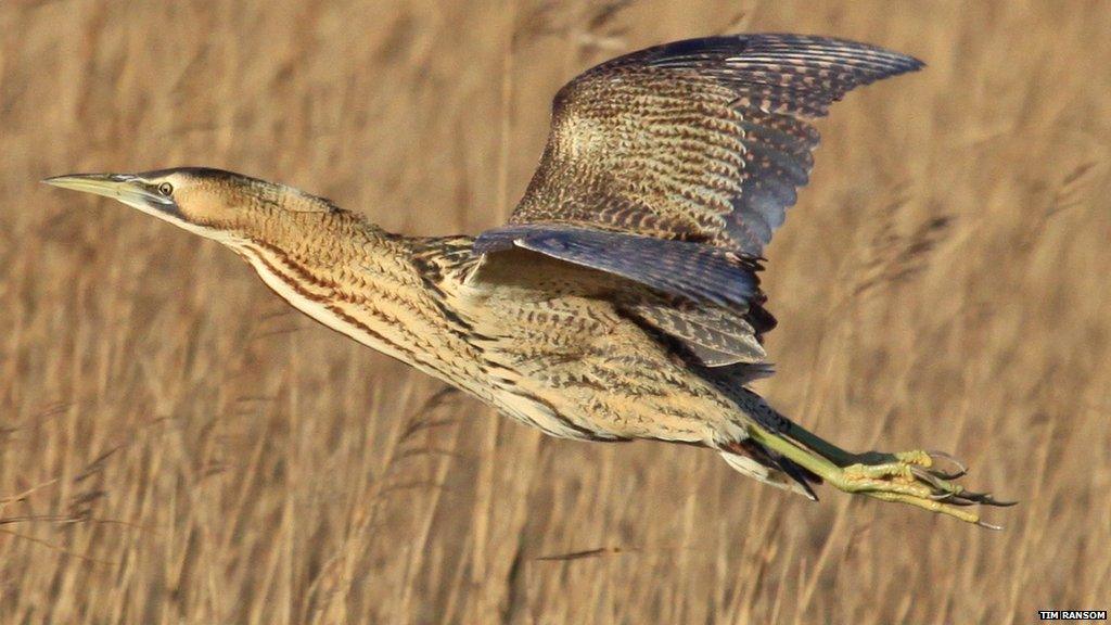 Bittern