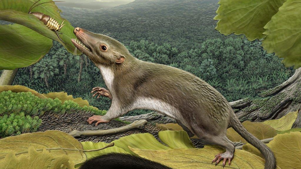 Artist's conception of ancestral mammal