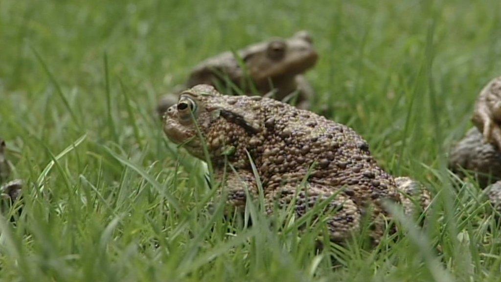 Toad