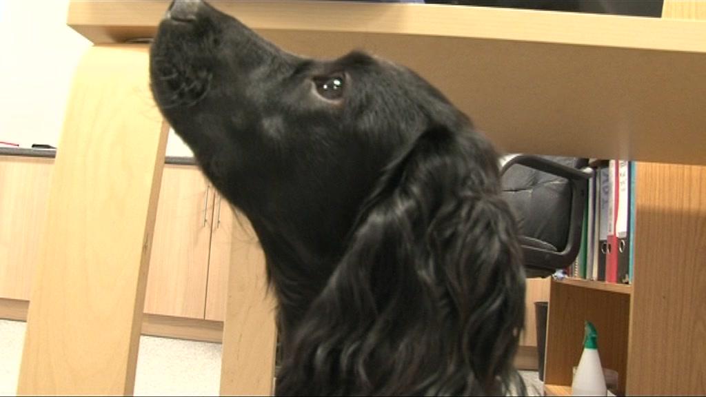 Jobi training to sniff out breast cancer