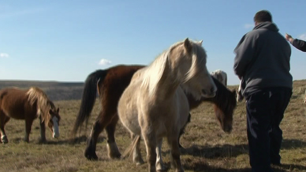 Horses being fed