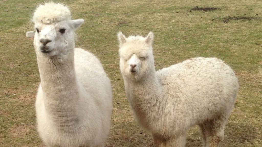 Alpacas generic