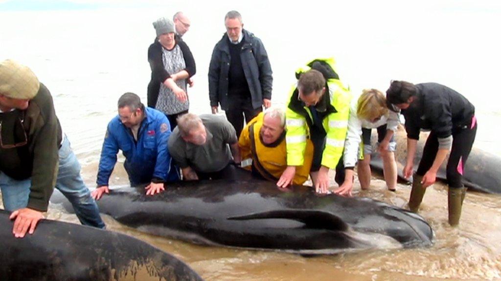 Effort to rescue pilot whales