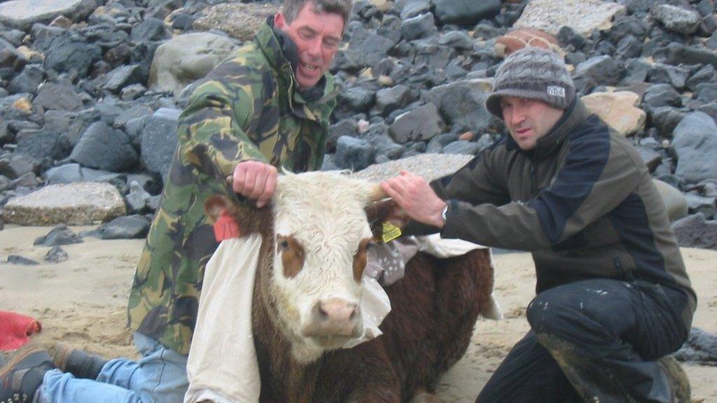 Rescued cow at Cefn Sidan beach in Carmarthenshire