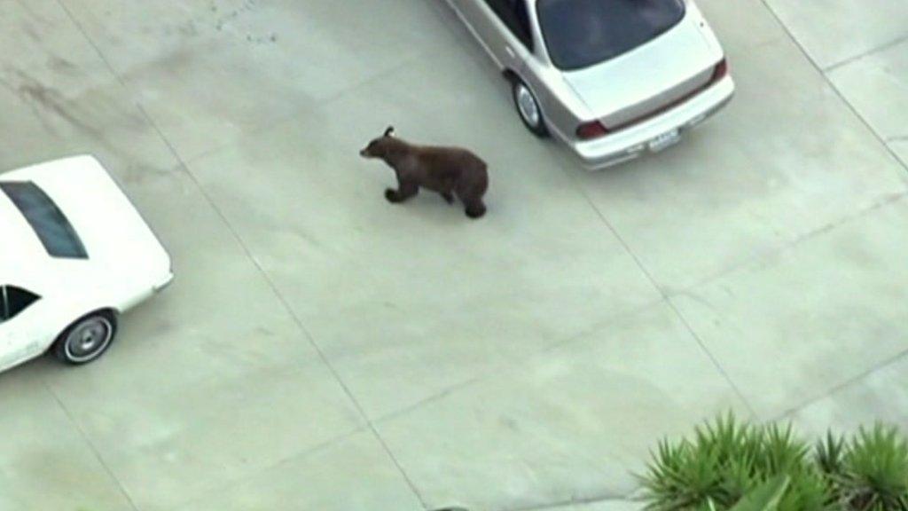 Watch the bear wander around Los Angeles