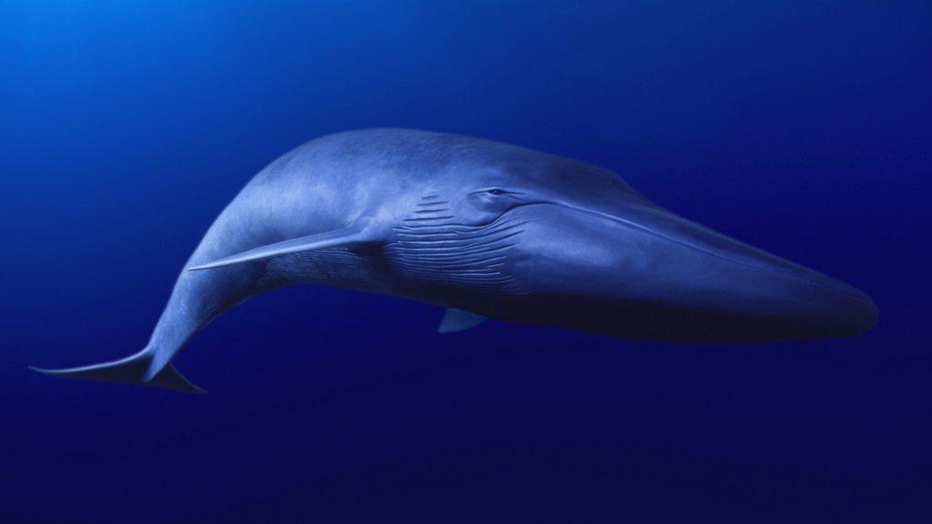 Blue whale