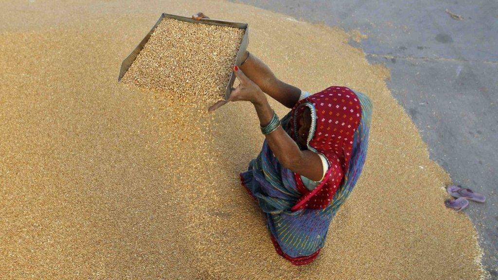 A woman winnows wheat crop at a wholesale grain market near the Indian city of Ahmedabad on May 7, 2013