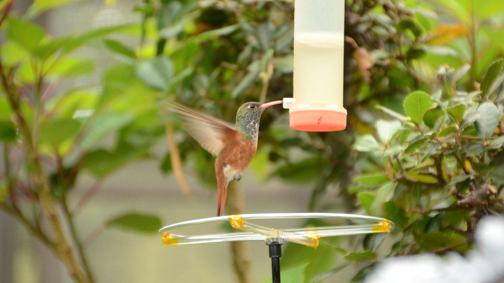 Hummingbird at feeder