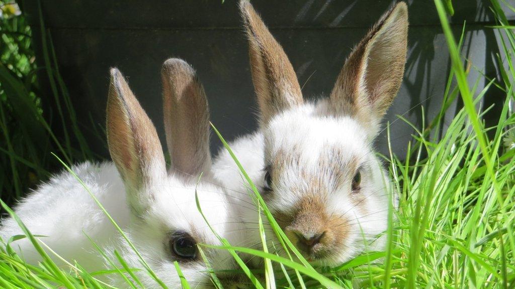 Baby rabbits