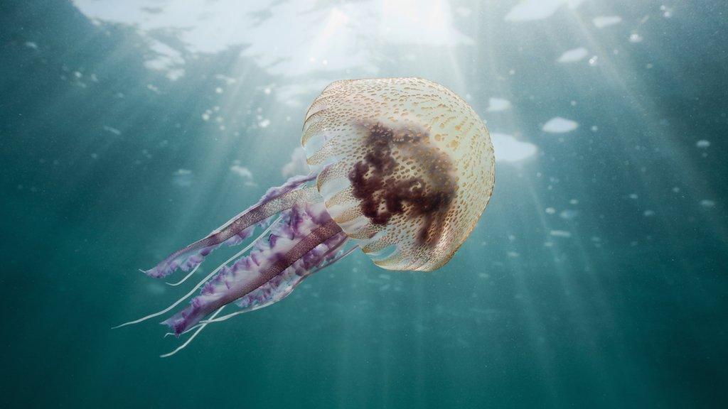 jellyfish