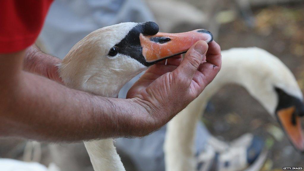 Swan Upping Census 2013