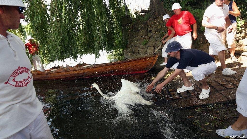 Swan Upping Census 2013