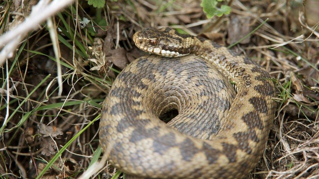 adder