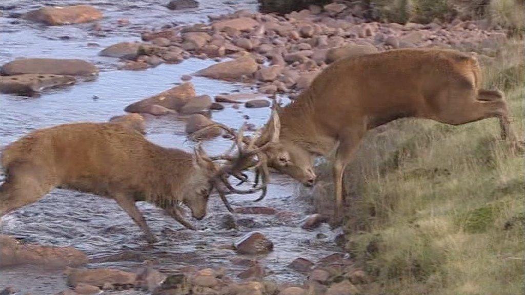 Stags rutting