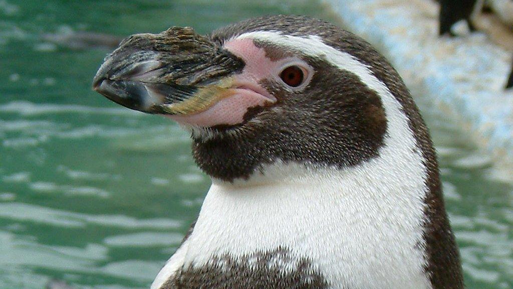 Wellamy, Humboldt penguin