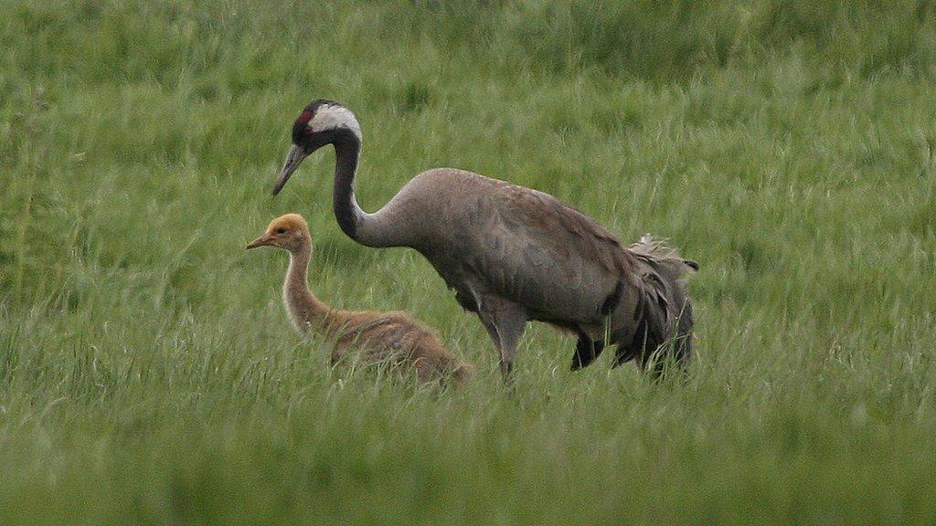 Crane and chick