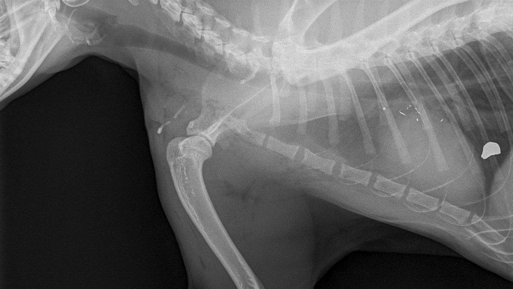 x ray of shot cat