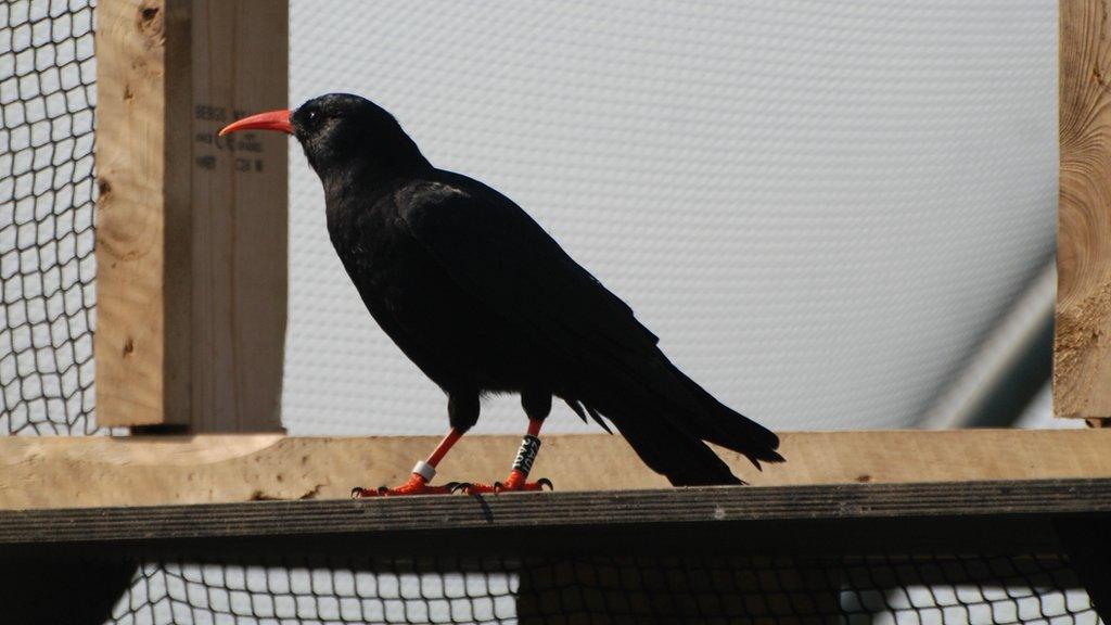 Red-Billed Chough