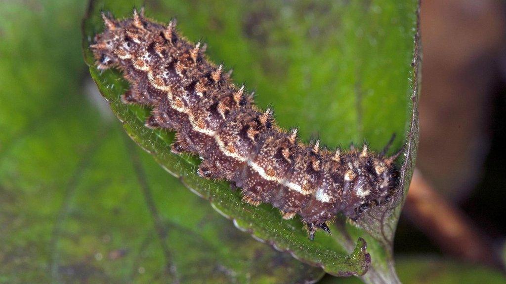 Small pearl caterpillar