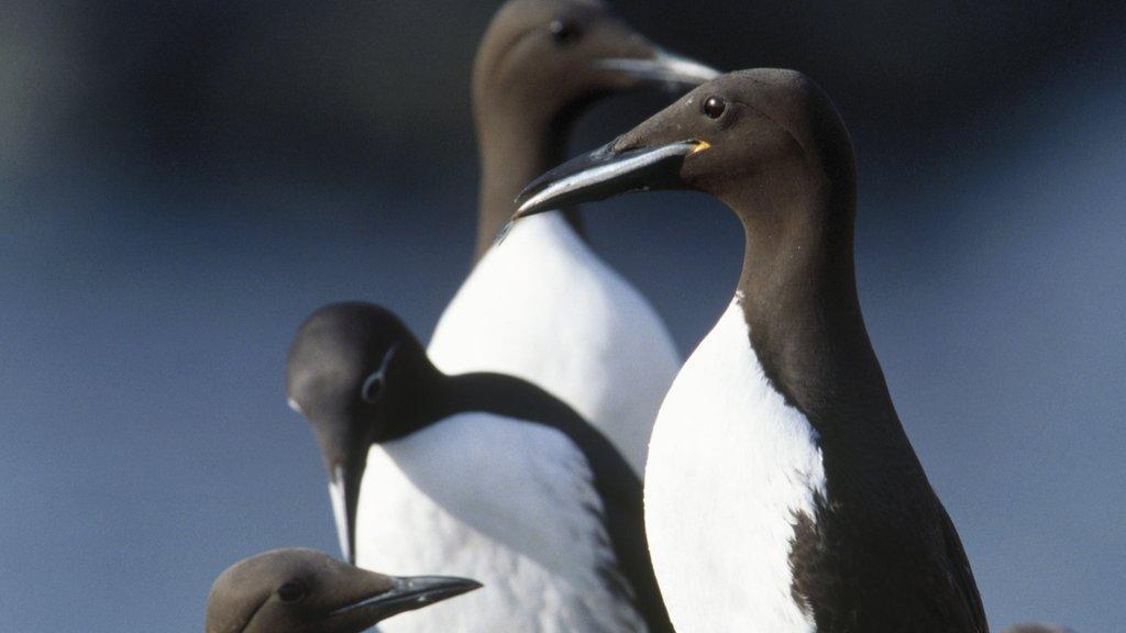 common guillemots