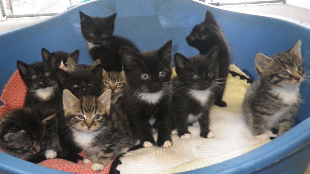 12 kittens in a basket