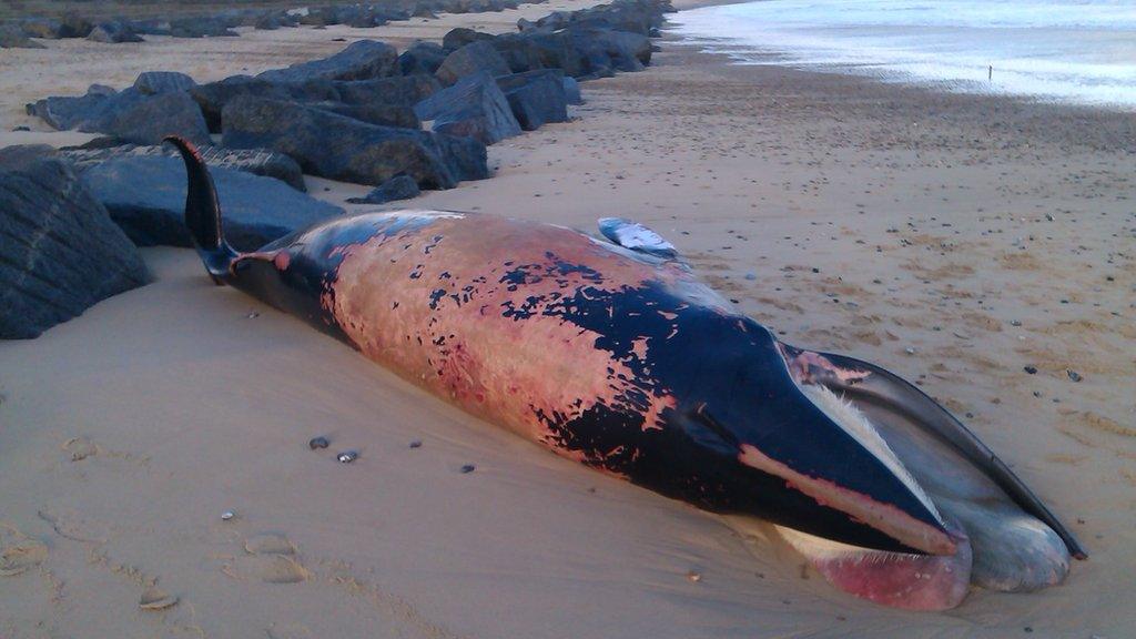 Minke whale, Sea Palling beach, Norfolk