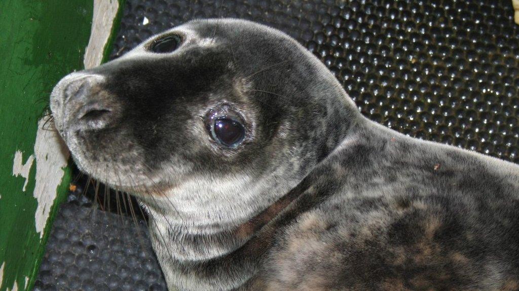 Eden the seal pup