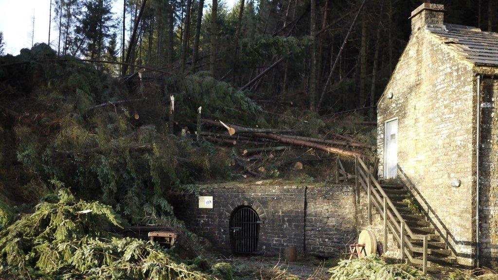 Fallen trees at Killhope