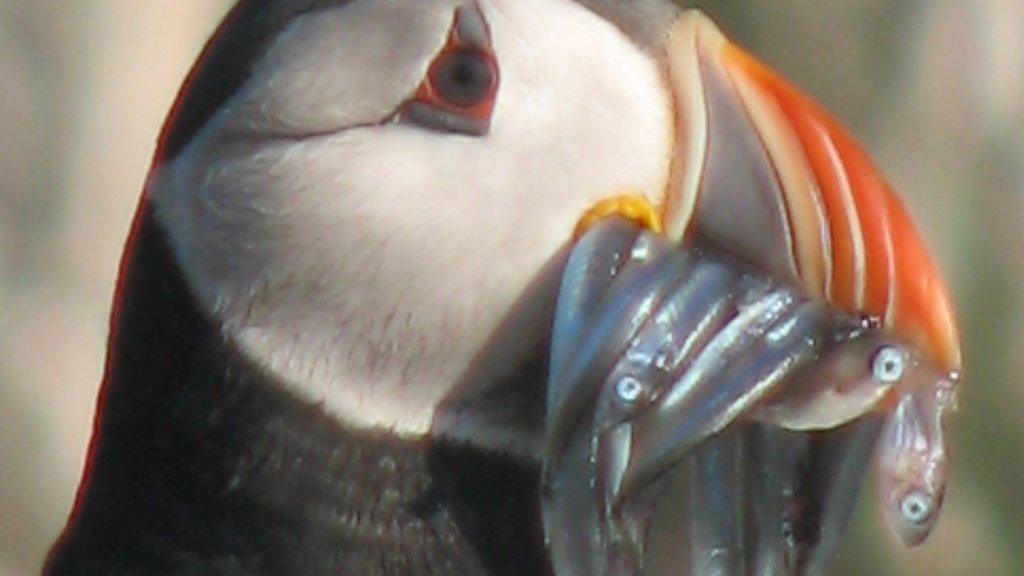 Puffin