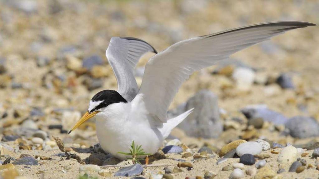 Little tern