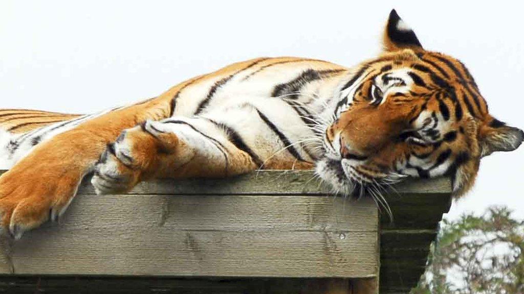 Tiger at Shepreth Wildlife Park