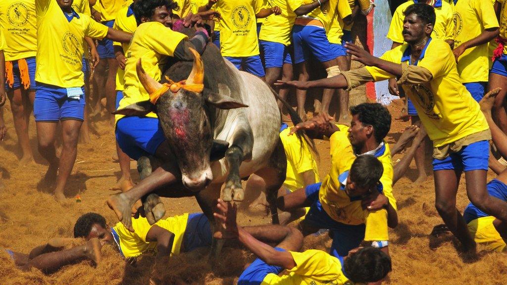 Bullfighting in Tamil Nadu in 2013