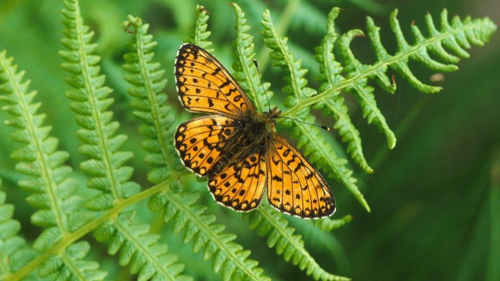 Small pearl-bordered fritillary butterfly