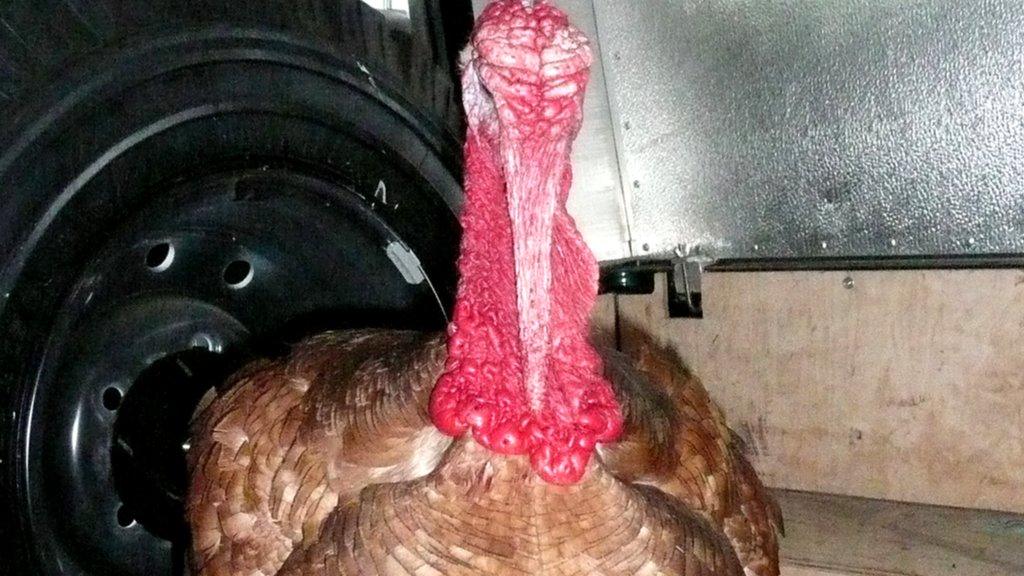 Male turkey found at Felbrigg