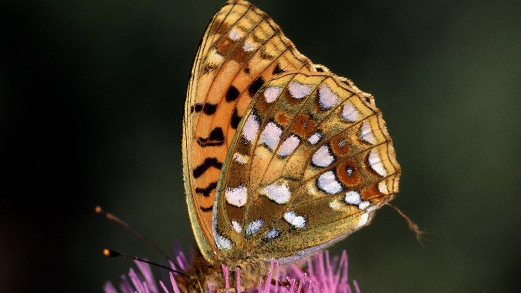 High Brown Fritillary butterfly