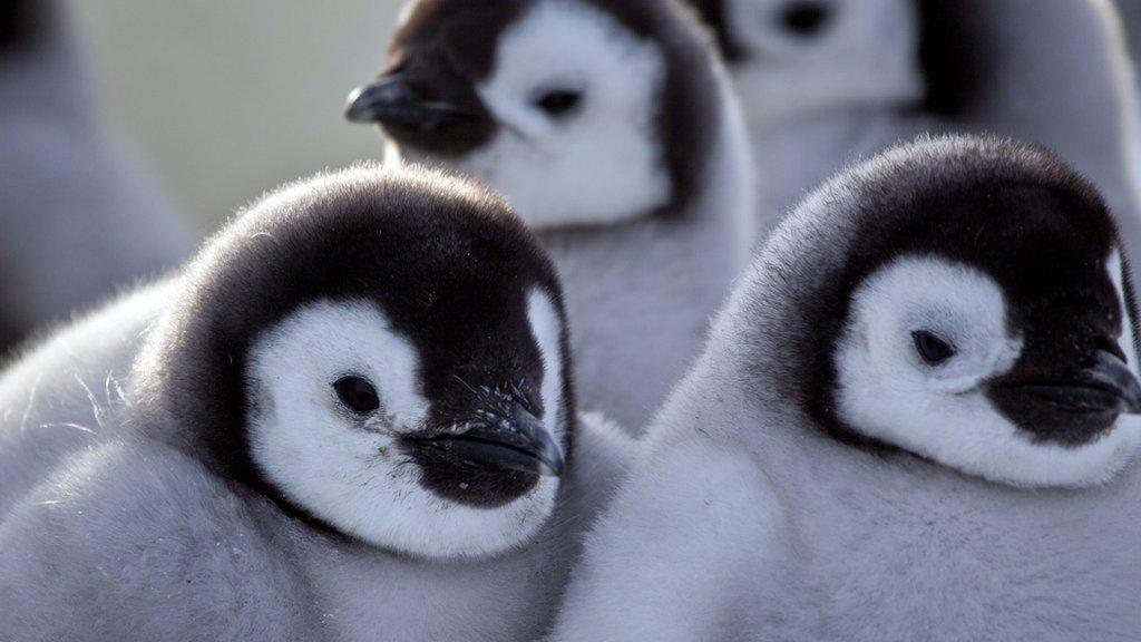 Emperor penguins