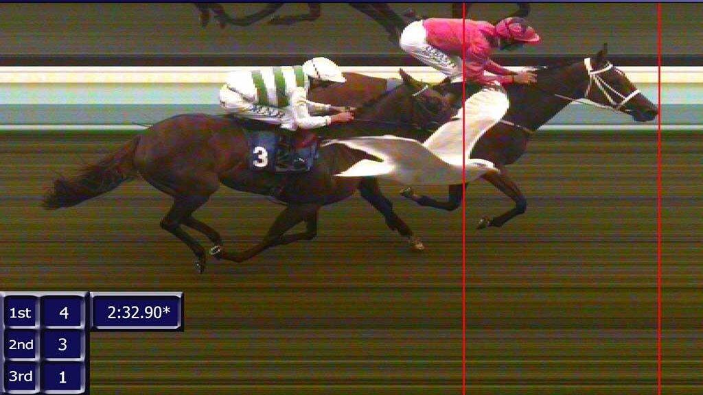 Seagull appears in photo finish at Brighton