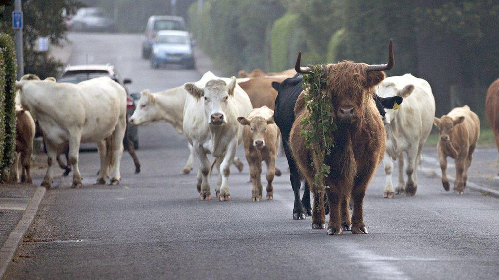 Cattle in Reydon, Suffolk