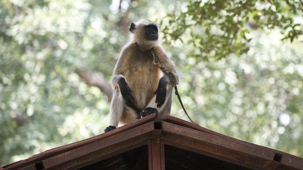 A langur monkey waits for its handler while a juvenile plays on the roof of a cabin at Parliament house in New Delhi on August 1, 2014.